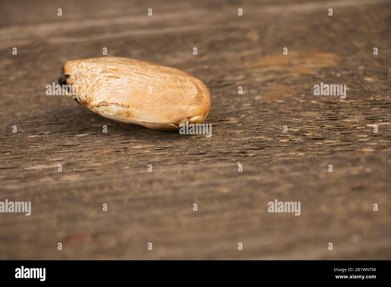 Mango seed hi-res stock photography and images - Alamy