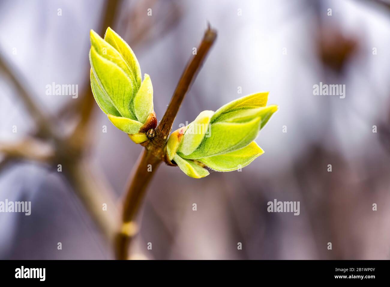 Very first spring green yellow buds on lilac bush, bokeh, sunny day. Leaves are not opened yet Stock Photo
