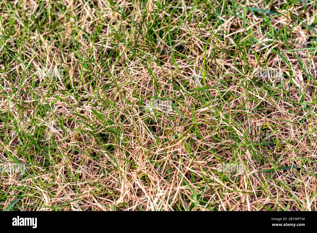 Sprouts of a fresh new green grass grow strongly through old brown