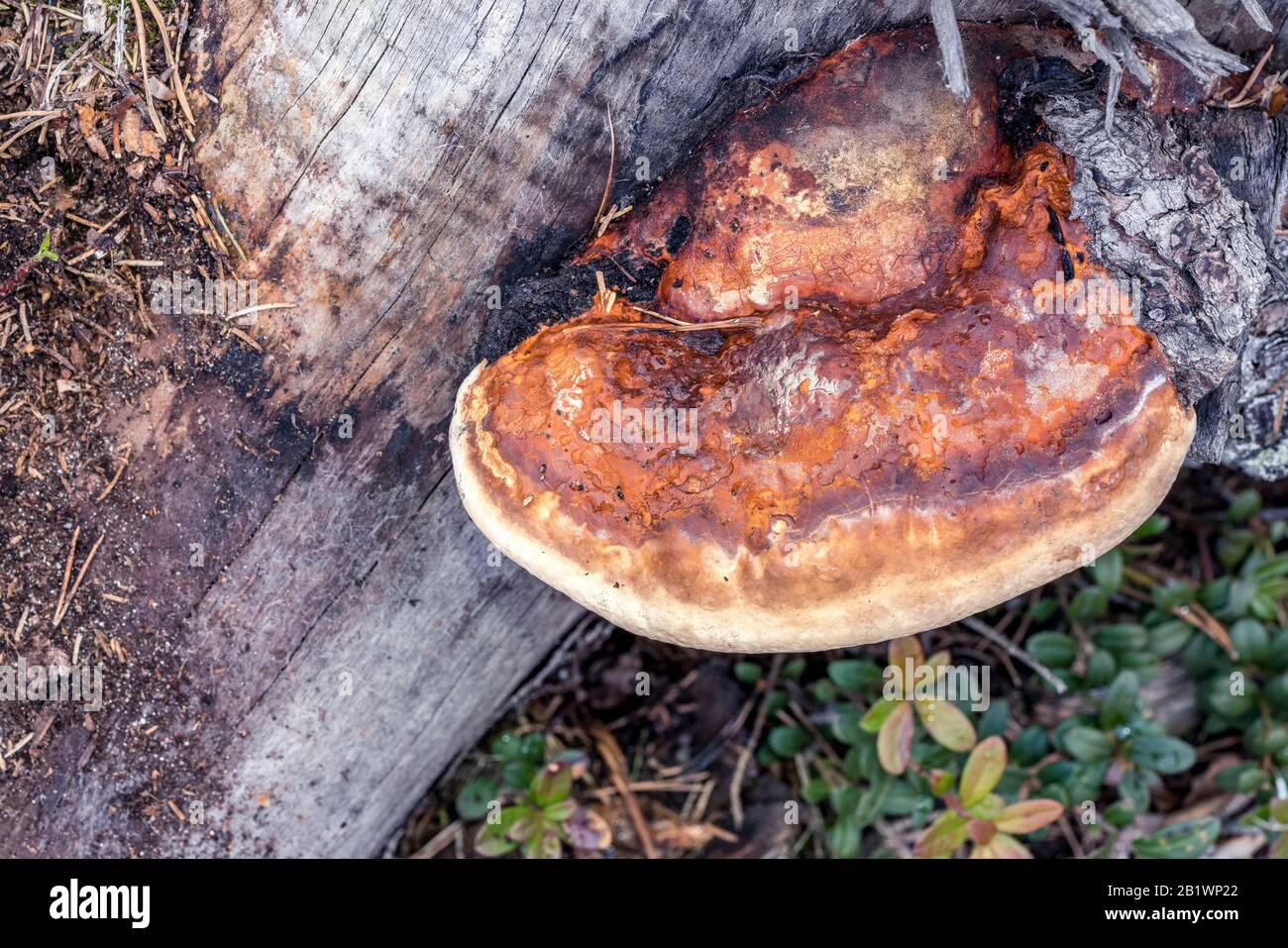 Brown orange tree mushroom - Fomes fomentarius (tinder fungus) grows on old pine tree trunk, Northern Sweden, Umea Stock Photo