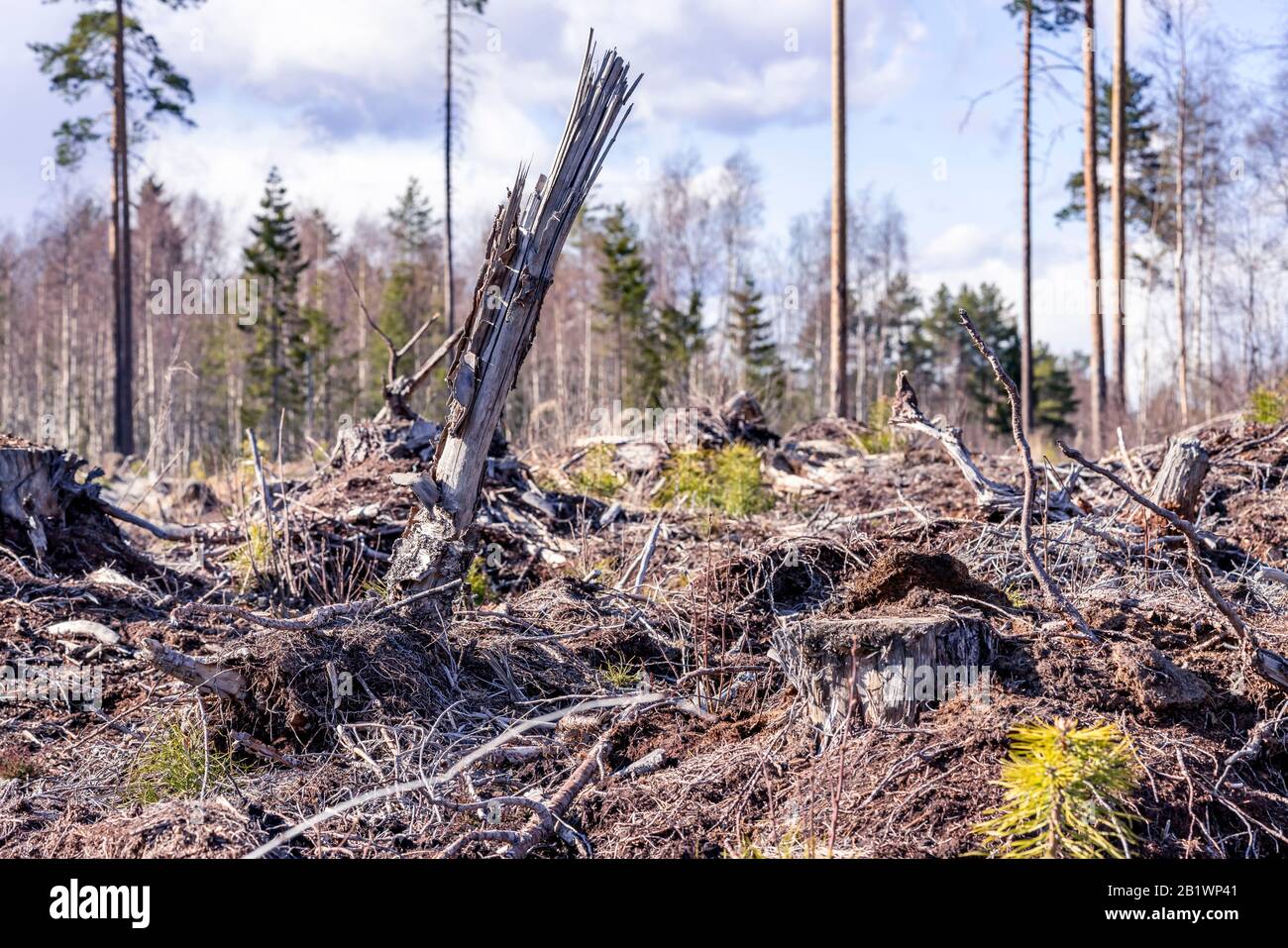 Logged trees hi-res stock photography and images - Alamy