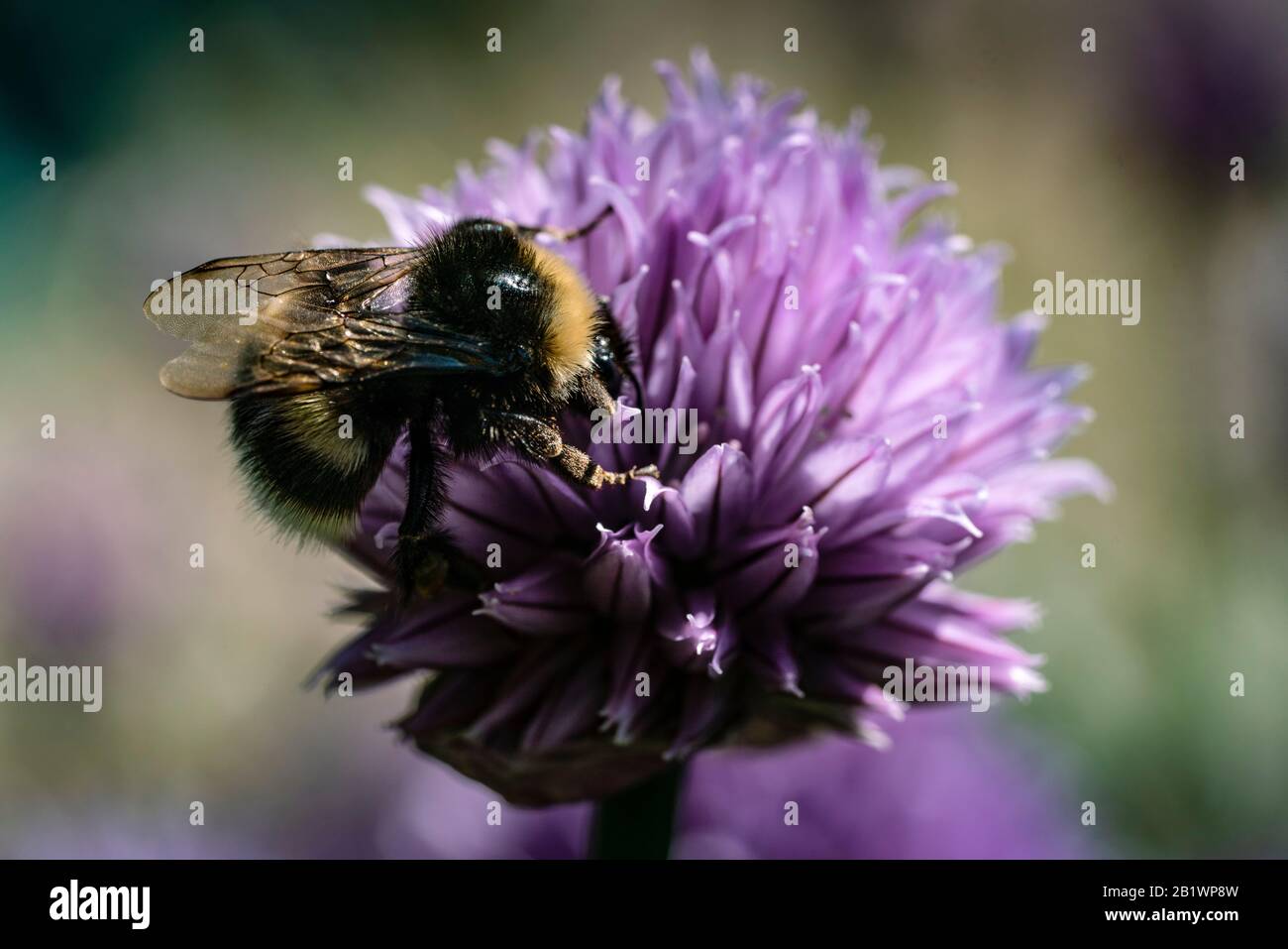 Bumblebee pollinating and looking for neсtar in blooming chive onion purple violet flower, sunny day, close up photo, bokeh Stock Photo
