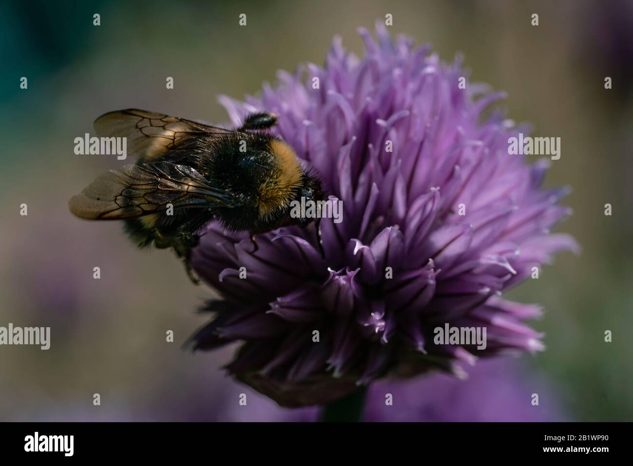 Bumblebee pollinating and looking for neсtar in blooming chive onion purple violet flower, sunny day, close up photo, bokeh Stock Photo