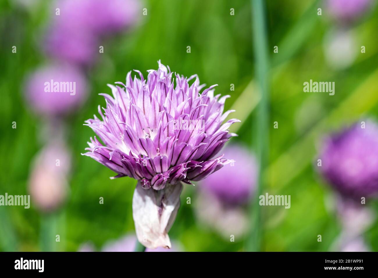 Blooming chive onion purple violet flower, sunny day, close up photo, bokeh Stock Photo