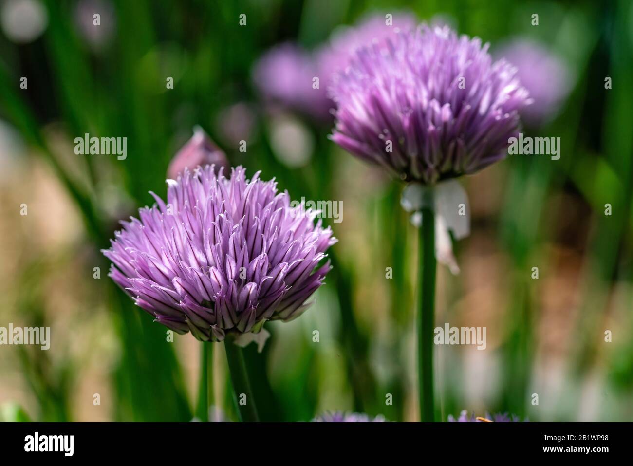 Blooming chive onion purple violet flowers, sunny day, close up photo
