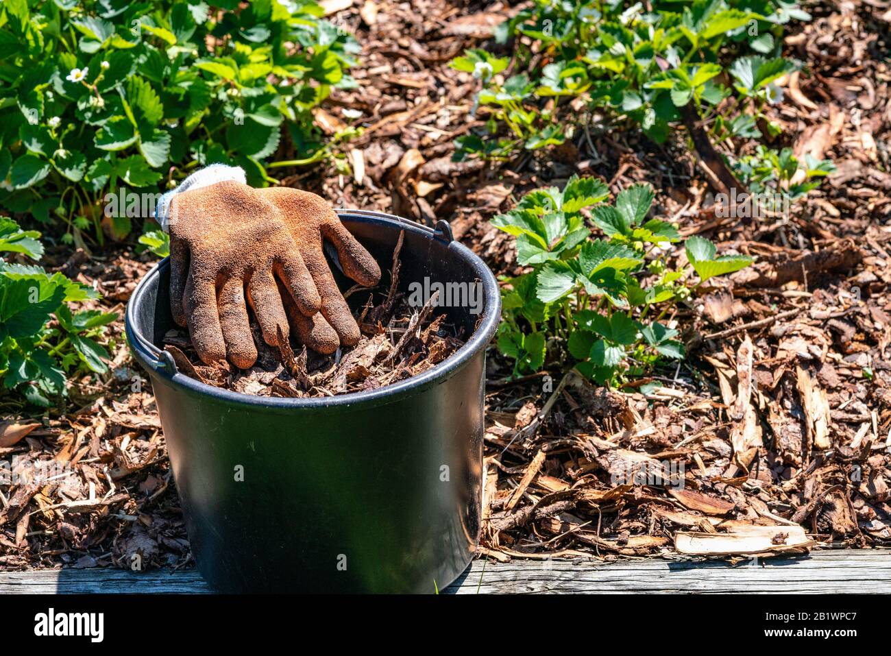 Black bucket with pine tree bark and orange garden gloves after work on strawberry bed. the whole soil is covered by bark to protect berries, pause Stock Photo