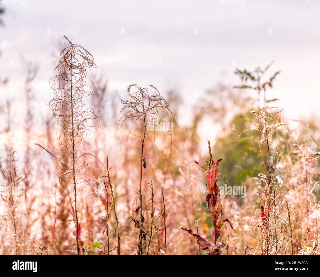 ros graines fireweed Chamaenerion angustifolium seeds great willowherb ros graines fireweed Chamaenerion angustifolium seeds great willowherb