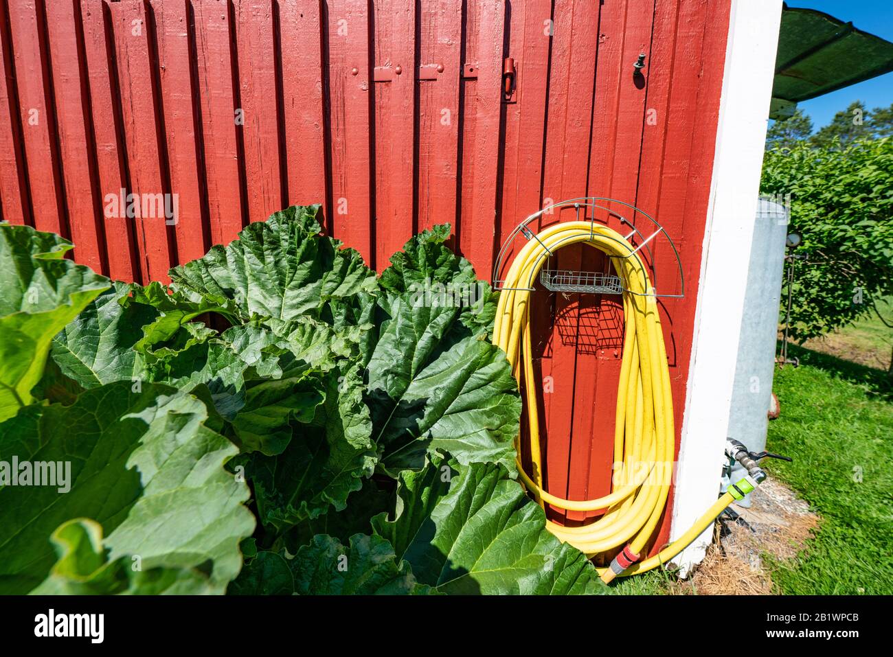 Yellow rubber watering tube for plants watering hangs on red wooden wall of traditional Swedish garden shed, rhubarb with very big green leaves grows Stock Photo