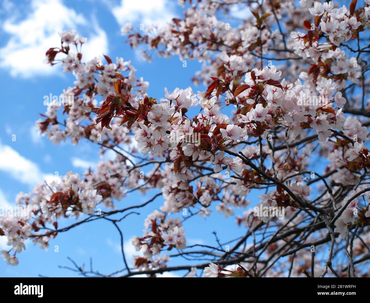 fruit and berry trees bloom in the spring Stock Photo