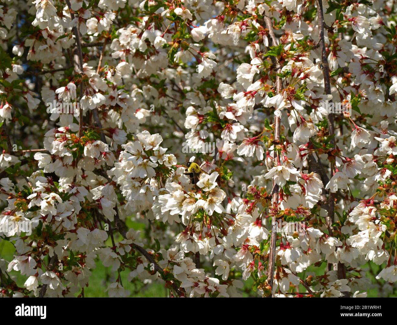 fruit and berry trees bloom in the spring Stock Photo