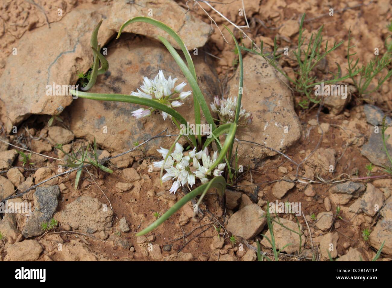 wild onion gobi desert