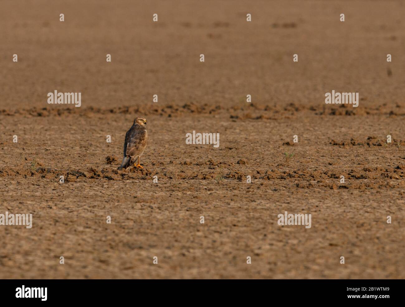montagu-harrier-s-habitat-shots-on-ground-in-background-and-foreground