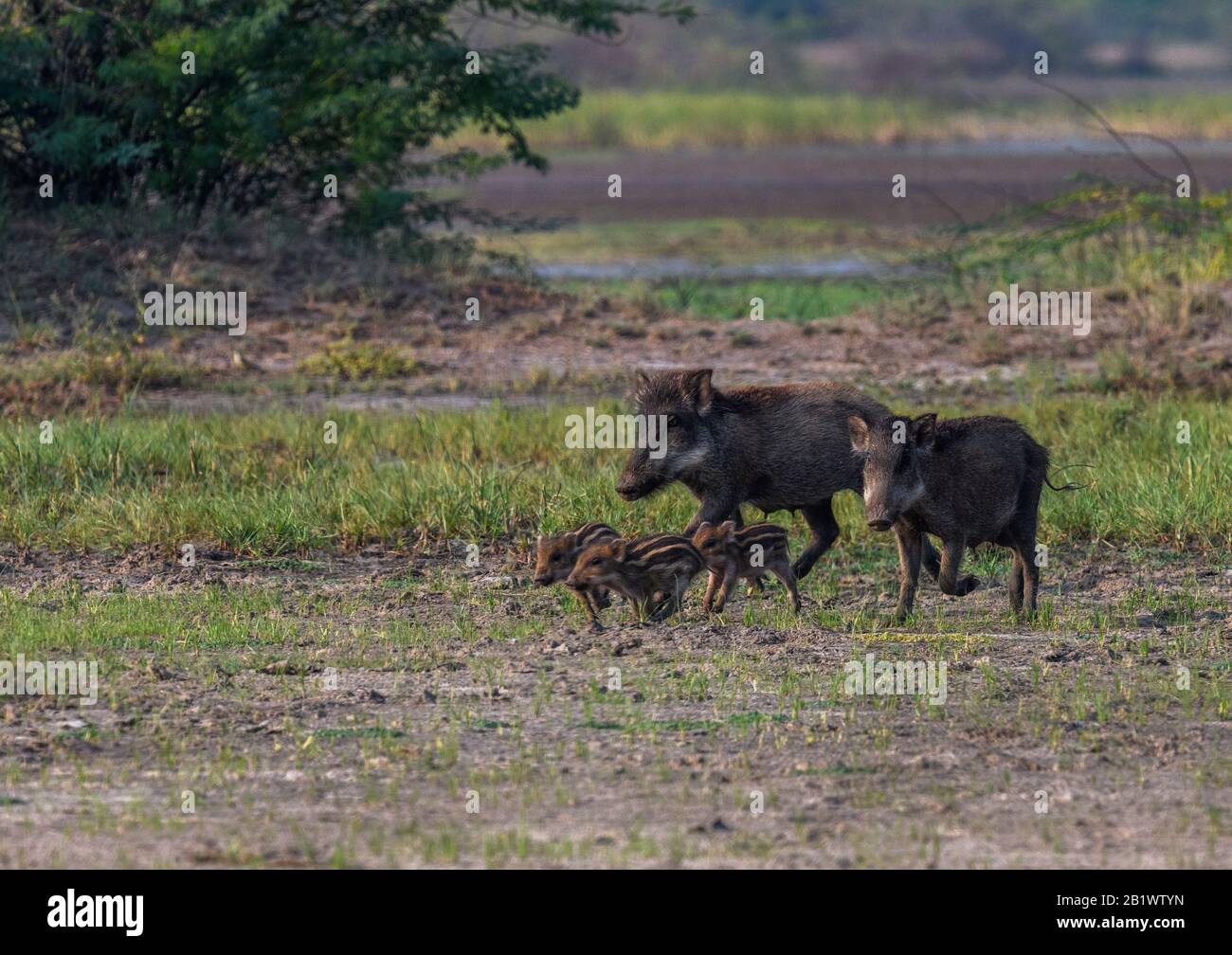 Wild Boar Sow sus Scrofa Ferus Taking Care Of Piglet In Forest wild-boar-sow-sus-scrofa-ferus-taking-care-of-piglet-in-forest