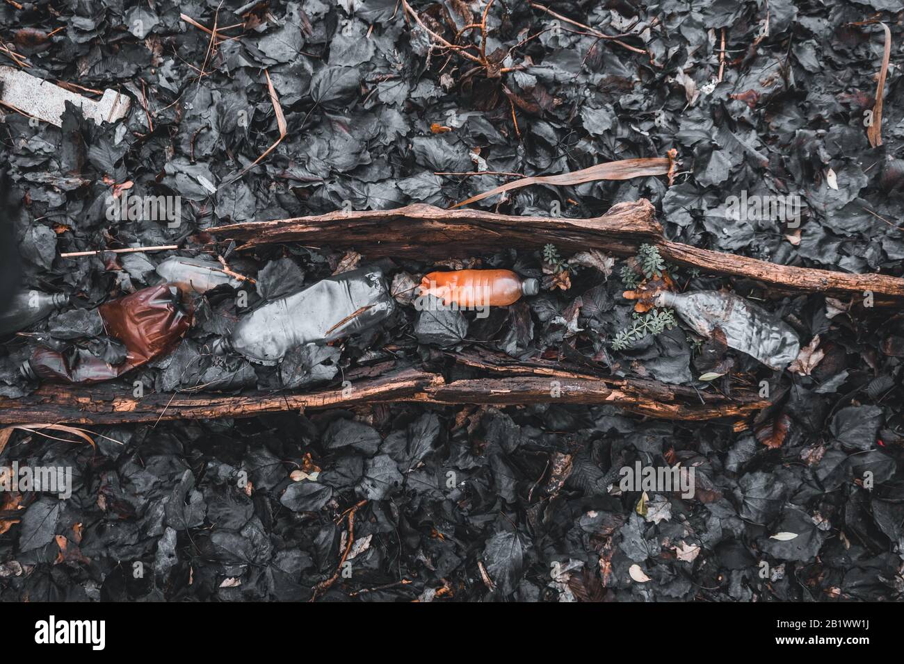 Rubbish of plastic bottles in old tree, lying in foliage. Ecology problem Stock Photo