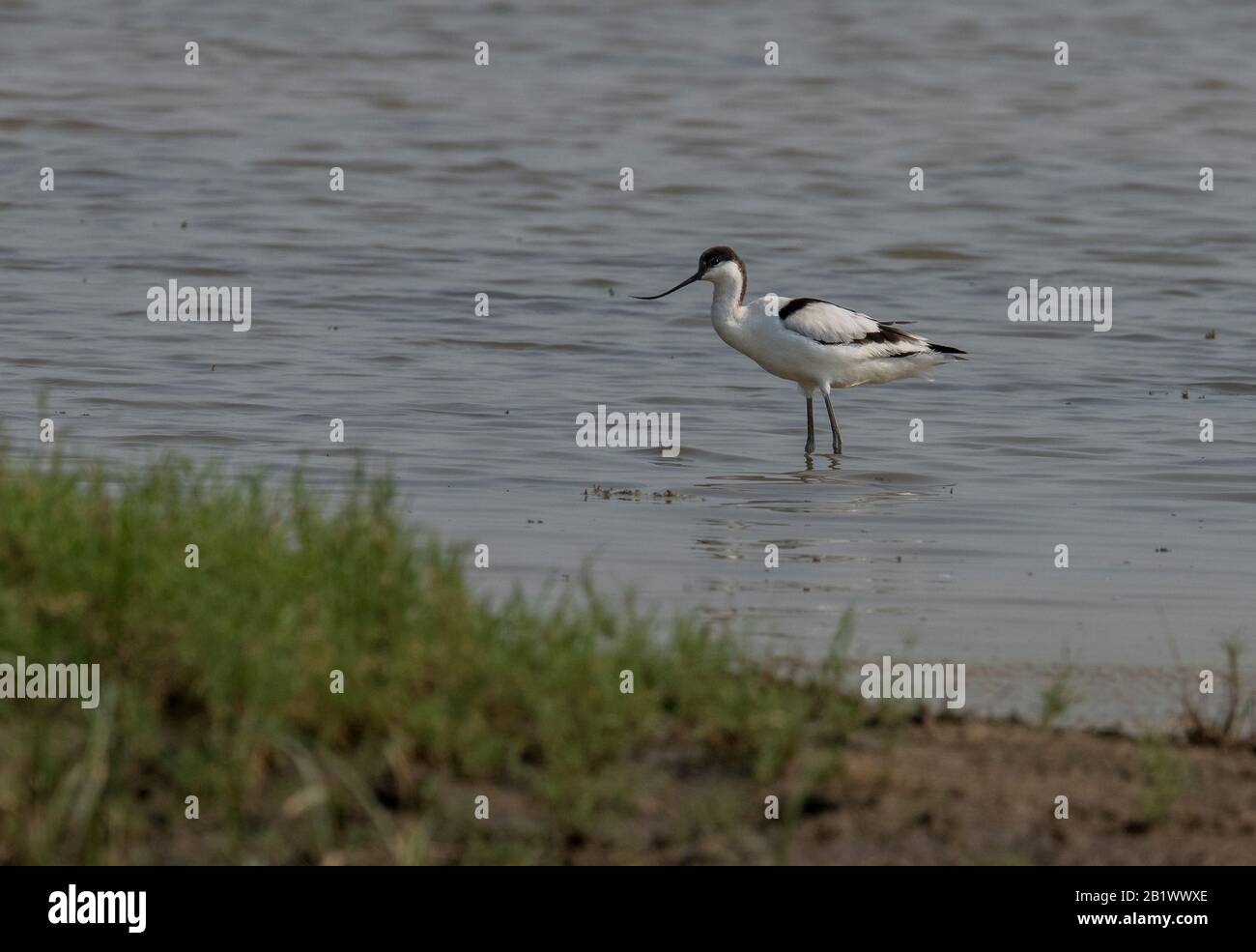 Close-up photo of a rare wader with a long thin beak curved upwards. Critically endangered species in natural environment. India. Pied Avocet, Stock Photo