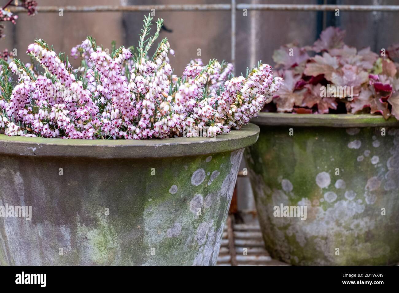 Ceramic pot of pink flowered heather on woody stems with pot of red heuchera behind Stock Photo