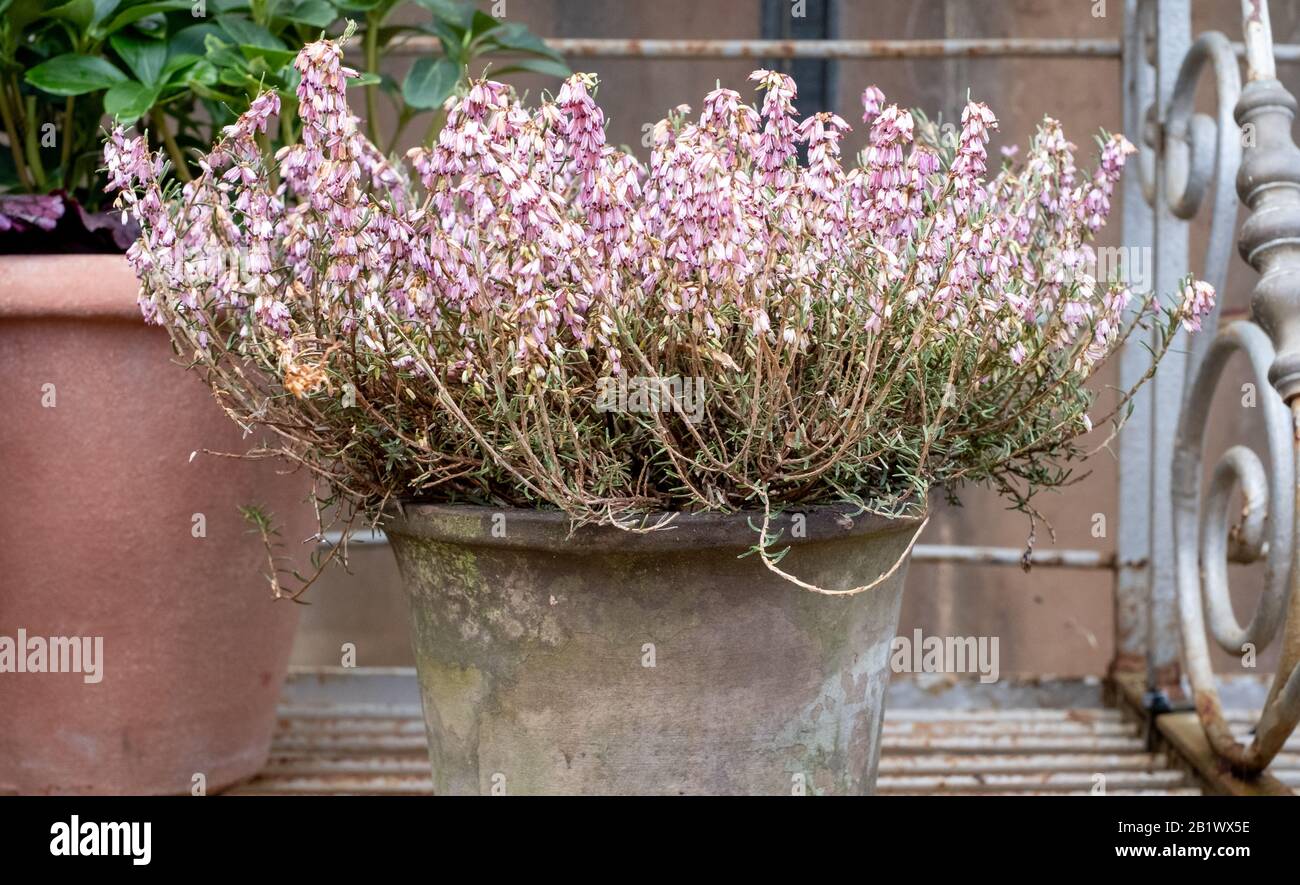 Ceramic pot of pink flowered heather on woody stems Stock Photo
