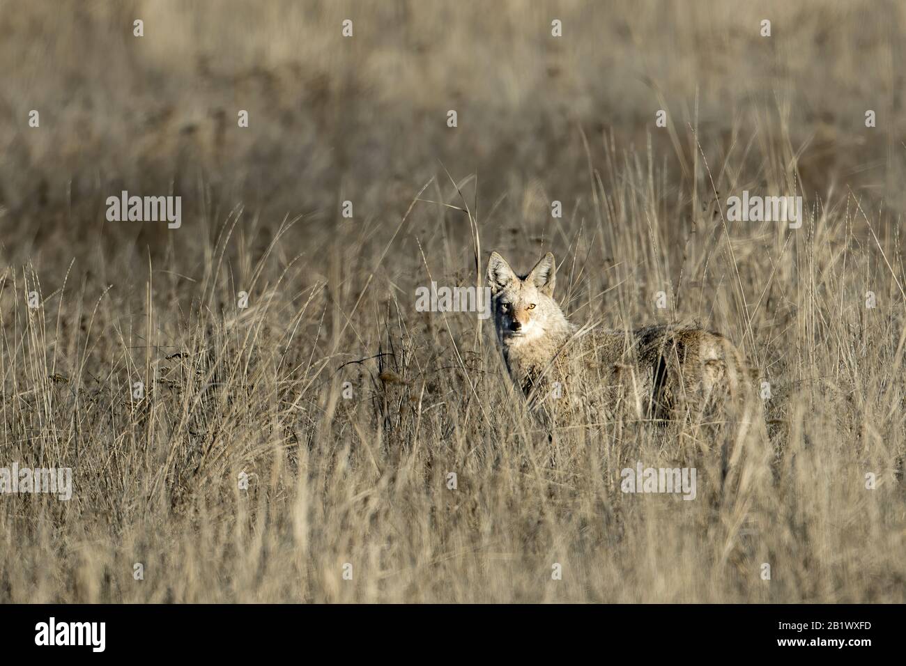 Coyote in grass hires stock photography and images Alamy