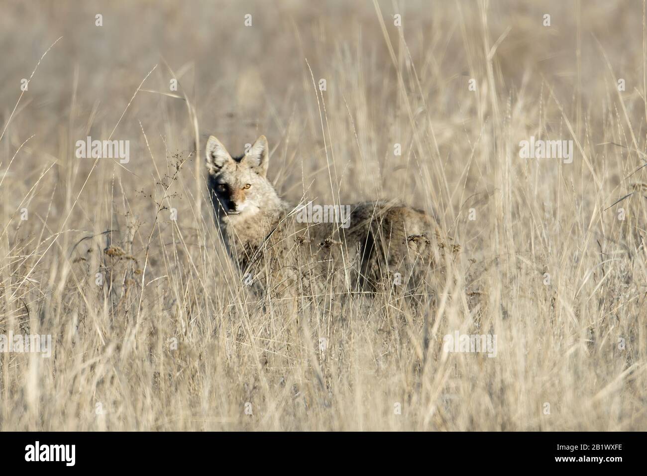 Coyote in grass hires stock photography and images Alamy