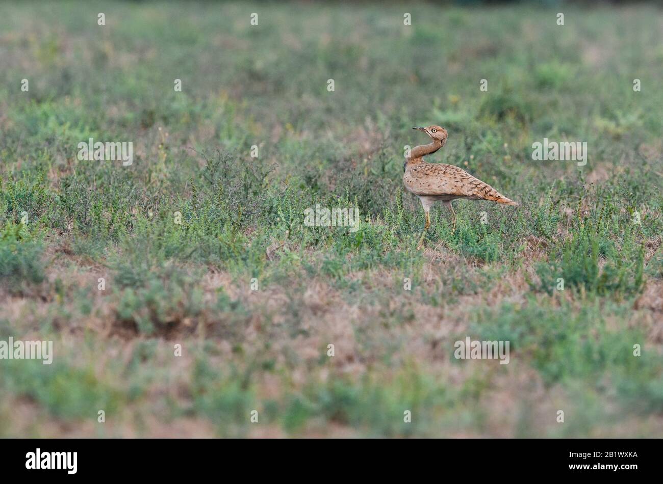 MacQueen's bustard is a large bird in the bustard family. It is native to the desert and steppe regions of Asia, rare bird, desert bird Stock Photo