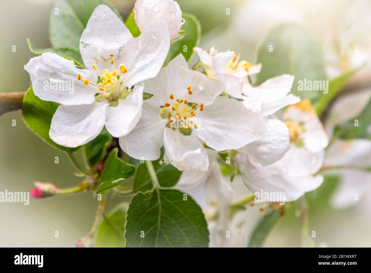 White blossoming apple trees in the sunset light. Spring season, spring colors Stock Photo