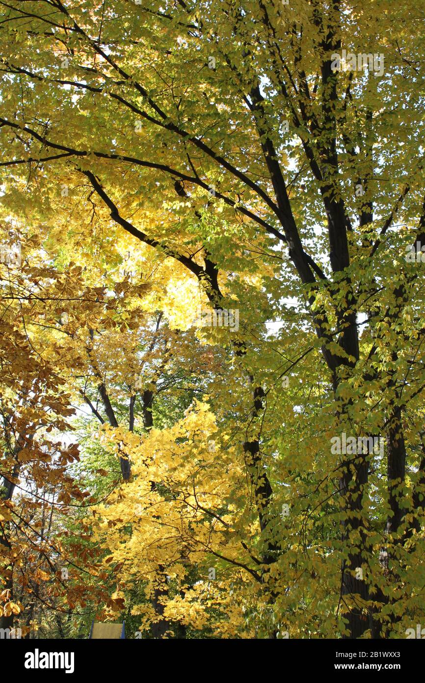 autumn Golden colors decorated the trees in the Park Stock Photo