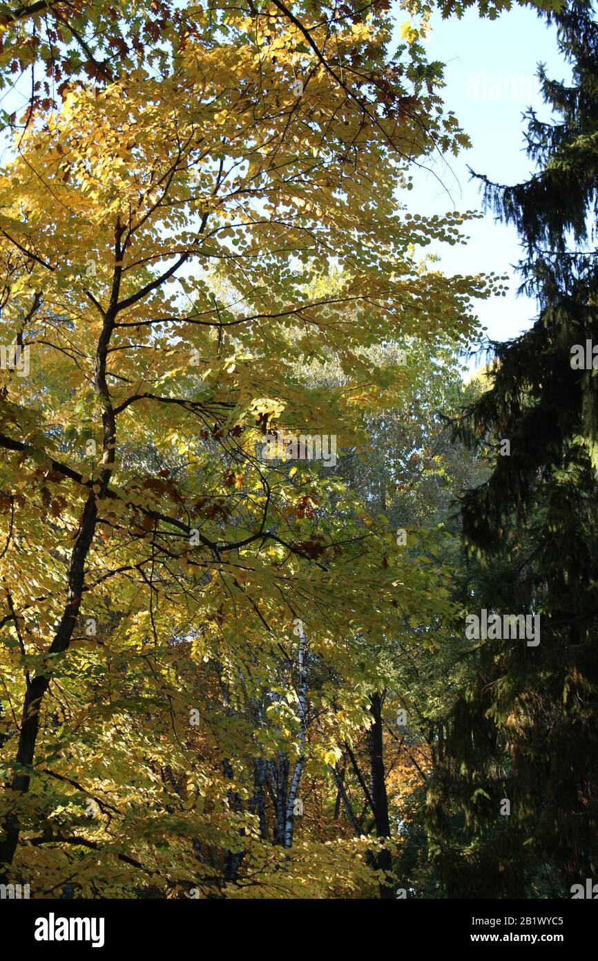 autumn Golden colors decorated the trees in the Park Stock Photo
