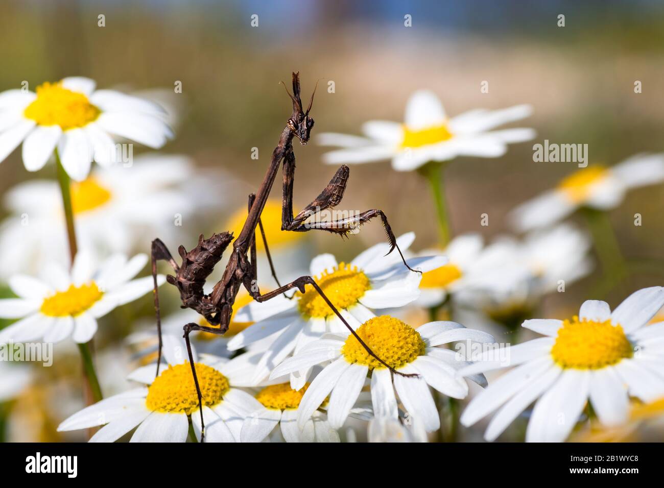 Conehead mantis (Empusa pennata) walking on white flowers Stock Photo