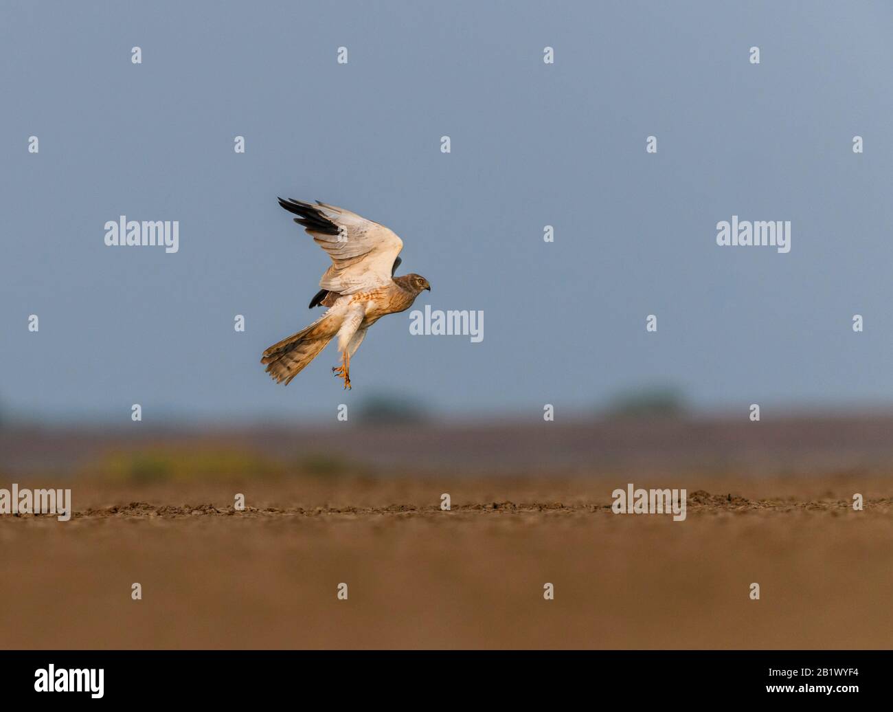montagu-hunter-hi-res-stock-photography-and-images-alamy