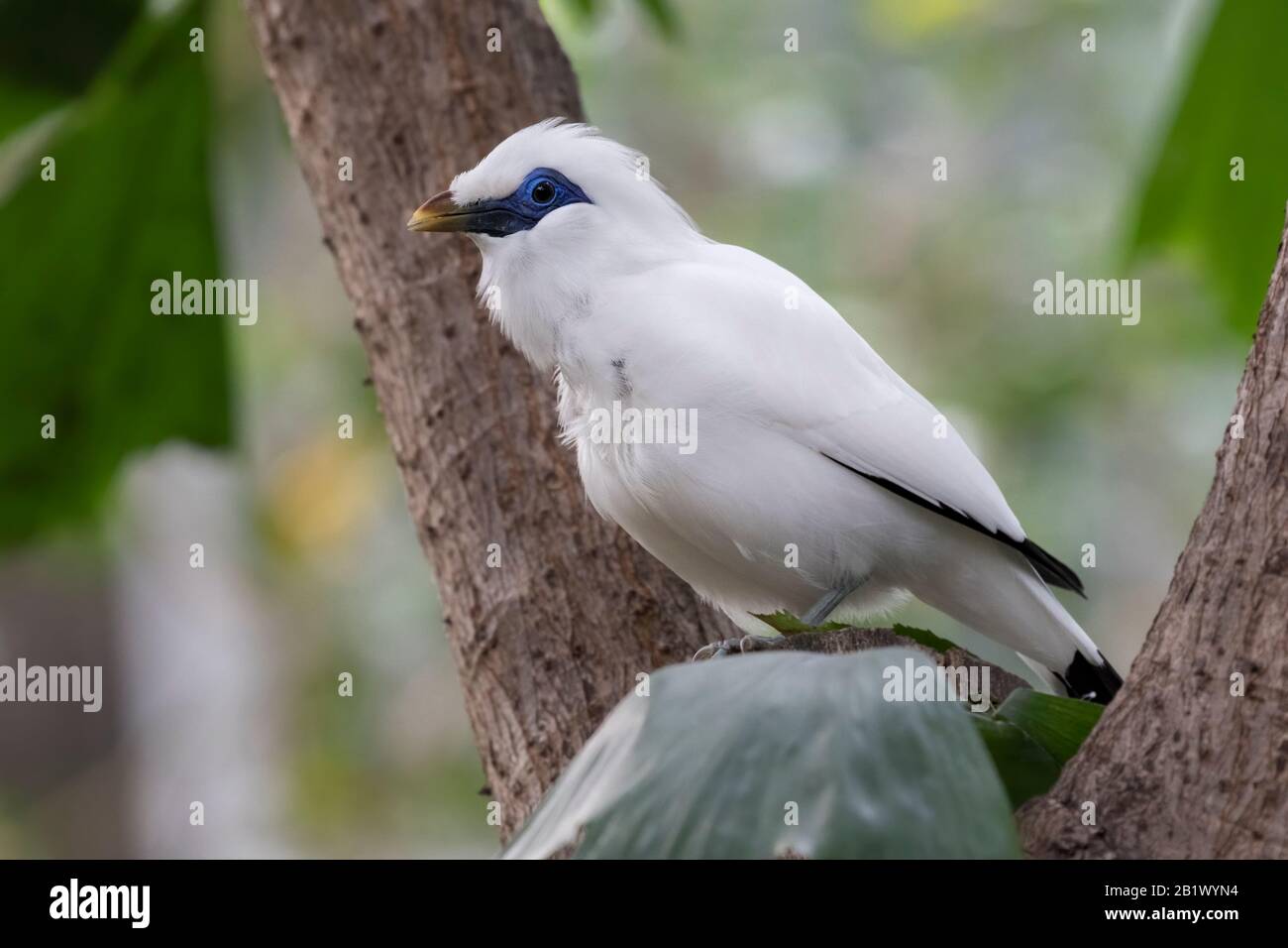 The bali mynah, stocky myna (Leucopsar rothschildi) perched on a tree Stock Photo