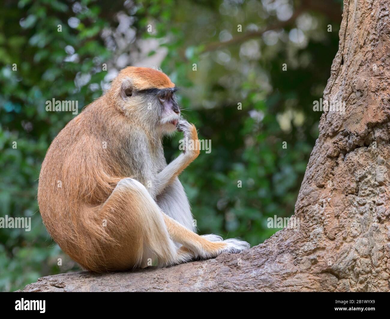 The patas monkey (Erythrocebus patas) Stock Photo