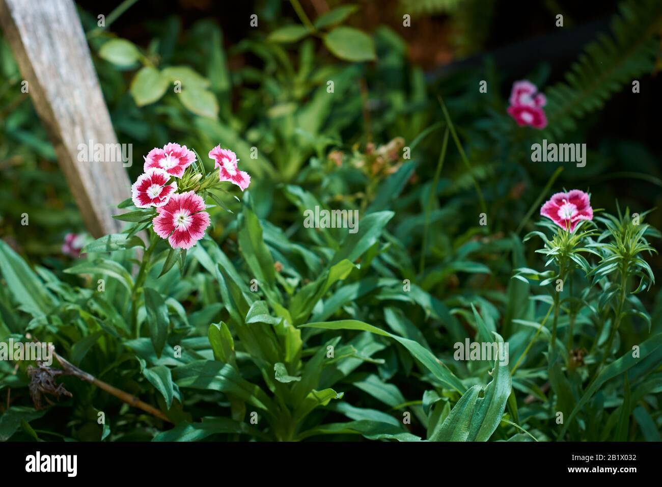 View of red flowers of Sweet William (Dianthus Barbatus) in the garden of a house with blurry green background of grass. Stock Photo