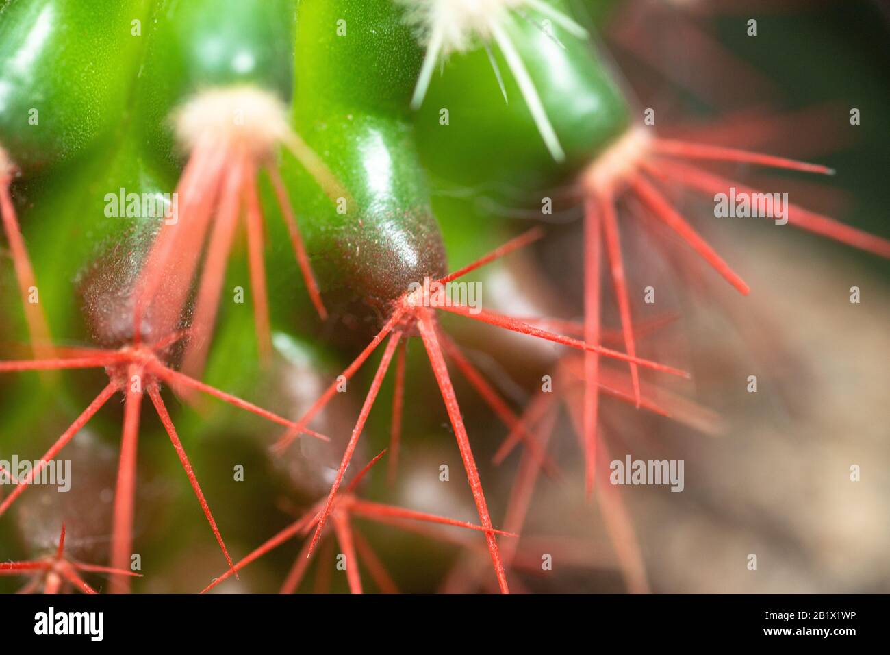 Coral red needles of a cactus. Desert Barrel Cactus close-up. New white needles on a cactus. trend color. Top view. Stock Photo