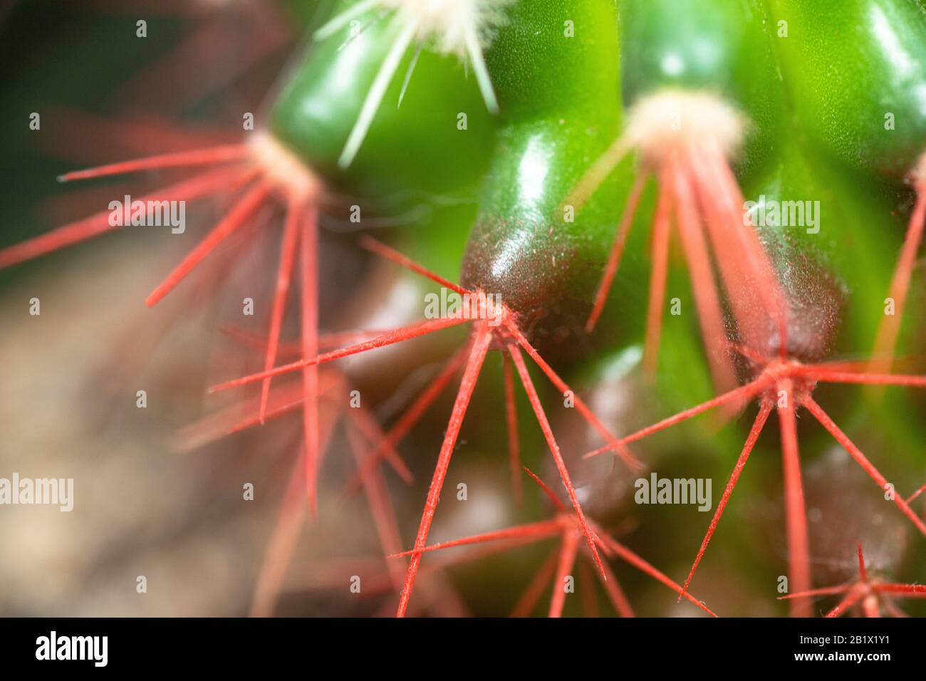 Coral red needles of a cactus. Desert Barrel Cactus close-up. New white needles on a cactus. trend color. Top view. Stock Photo