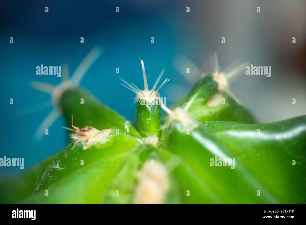 Small green cactus with bent needles on a blue background. Unpretentious plant. Cactus Care and Transplant Stock Photo