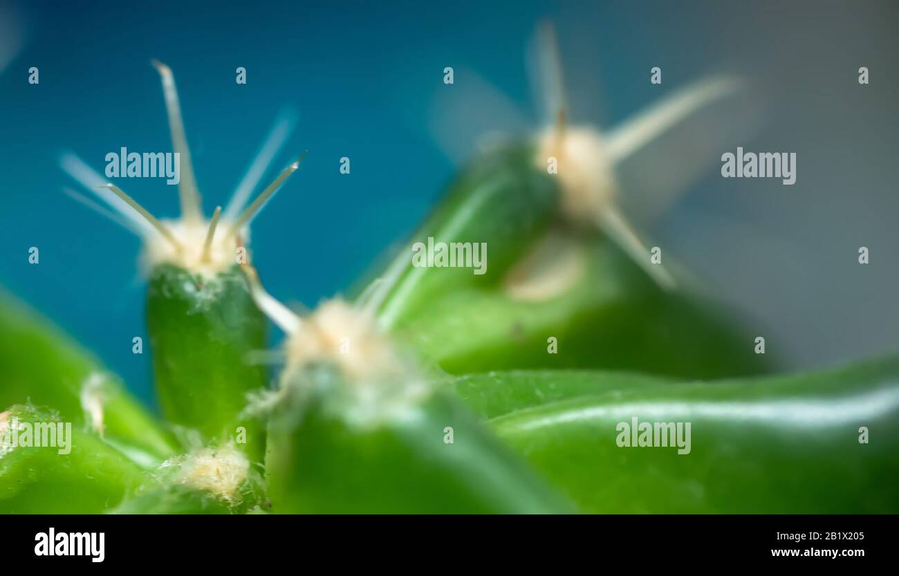 Small green cactus with bent needles on a blue background. Unpretentious plant. Cactus Care and Transplant Stock Photo