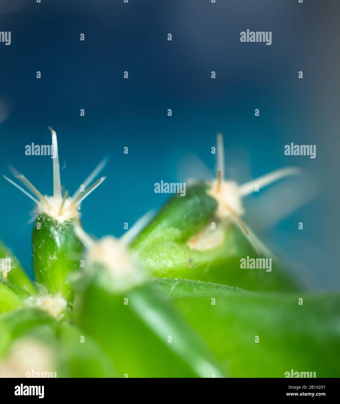 Small green cactus with bent needles on a blue background. Unpretentious plant. Cactus Care and Transplant Stock Photo