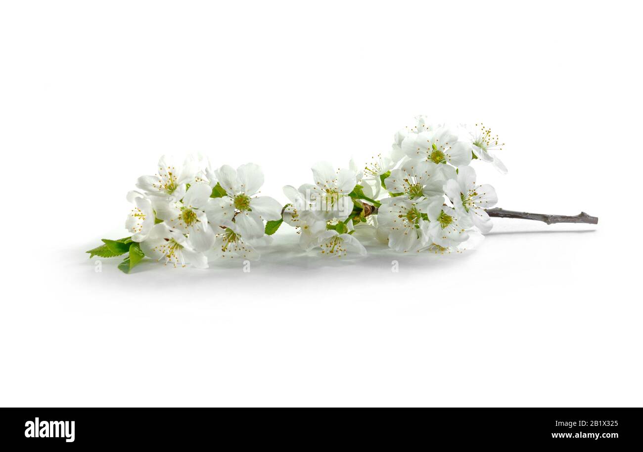 Cherry blossom flowers isolated on white background Stock Photo - Alamy