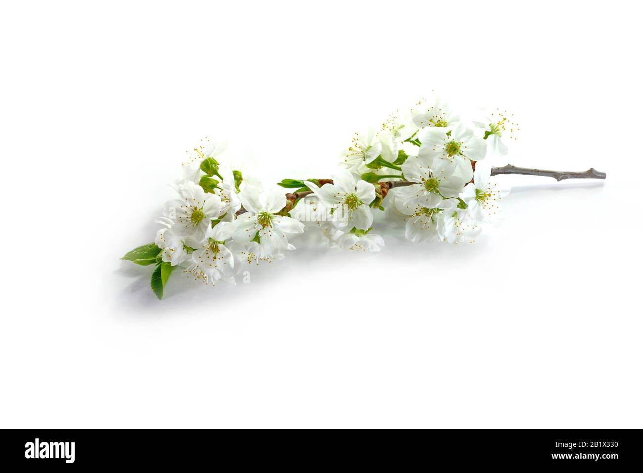 Cherry blossom flowers isolated on white background Stock Photo - Alamy
