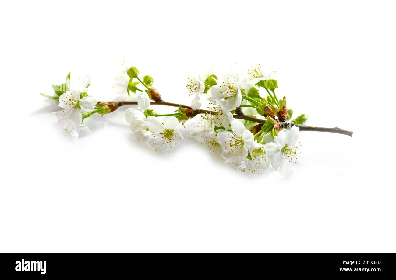 Cherry blossom flowers isolated on white background Stock Photo - Alamy