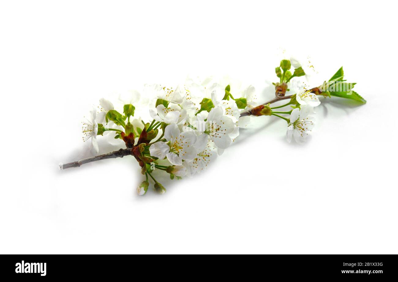 Cherry blossom flowers isolated on white background Stock Photo - Alamy