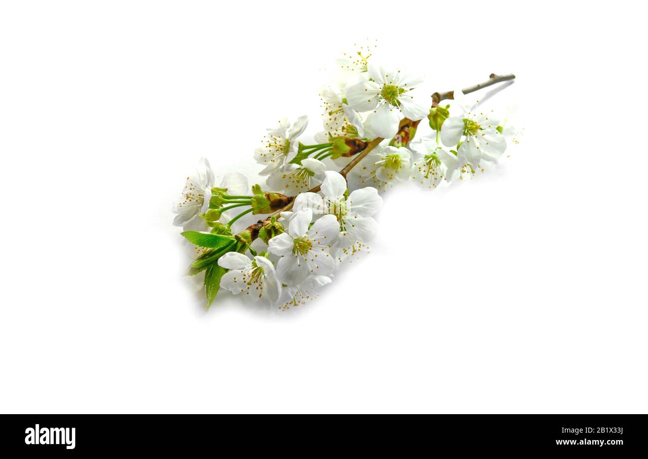 Cherry blossom flowers isolated on white background Stock Photo - Alamy
