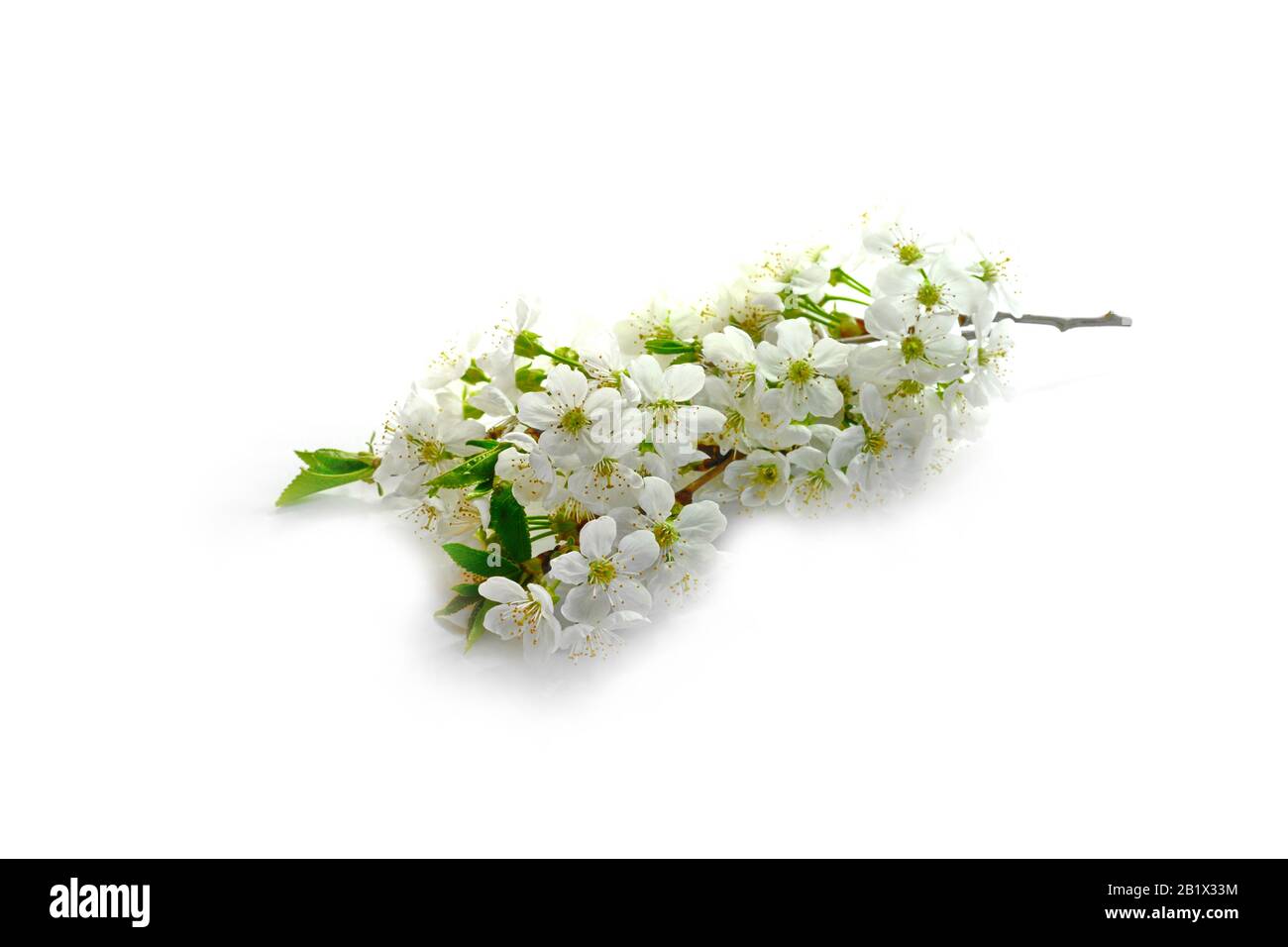 Cherry blossom flowers isolated on white background Stock Photo - Alamy