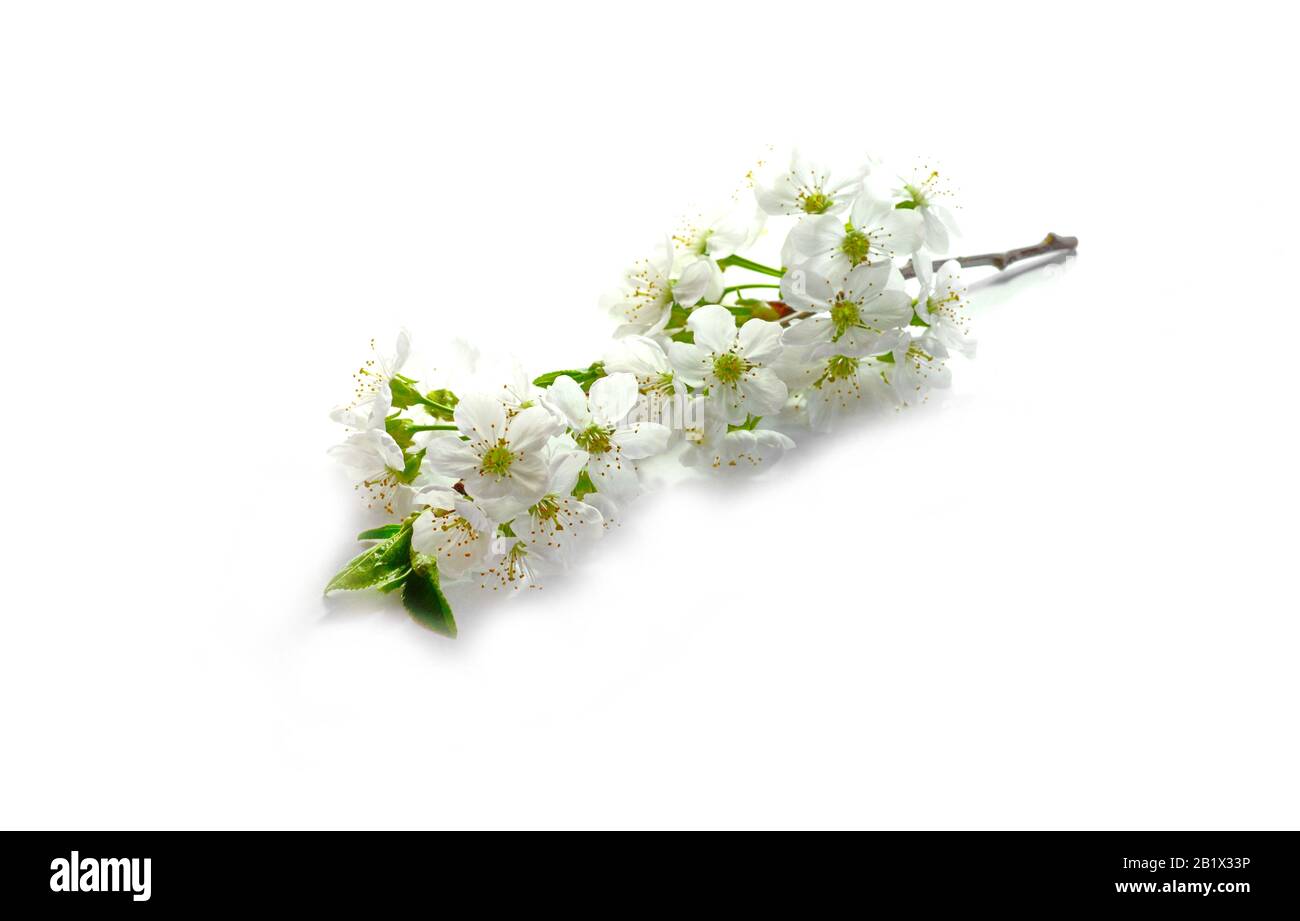 Cherry blossom flowers isolated on white background Stock Photo - Alamy