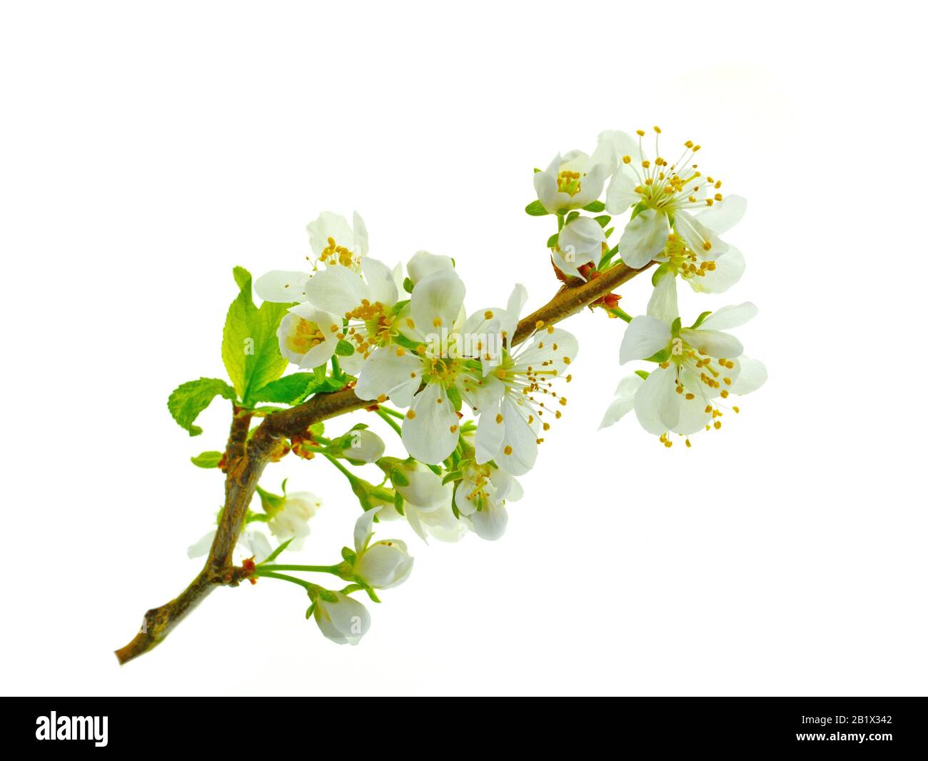 Cherry blossom flowers isolated on white background Stock Photo - Alamy