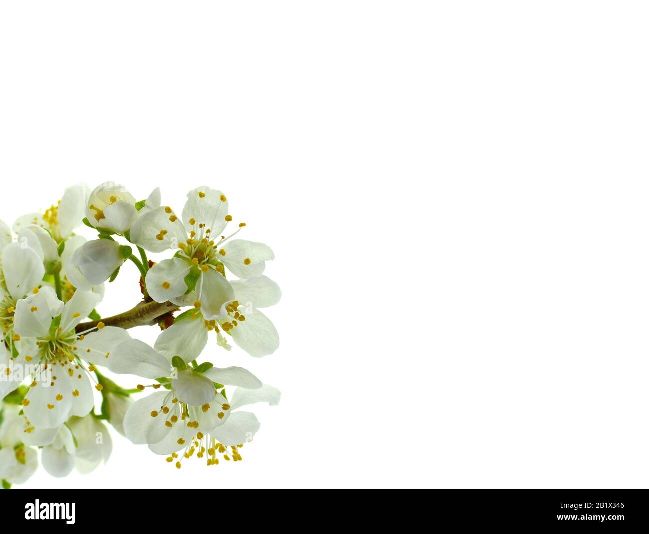 Cherry blossom flowers isolated on white background Stock Photo - Alamy