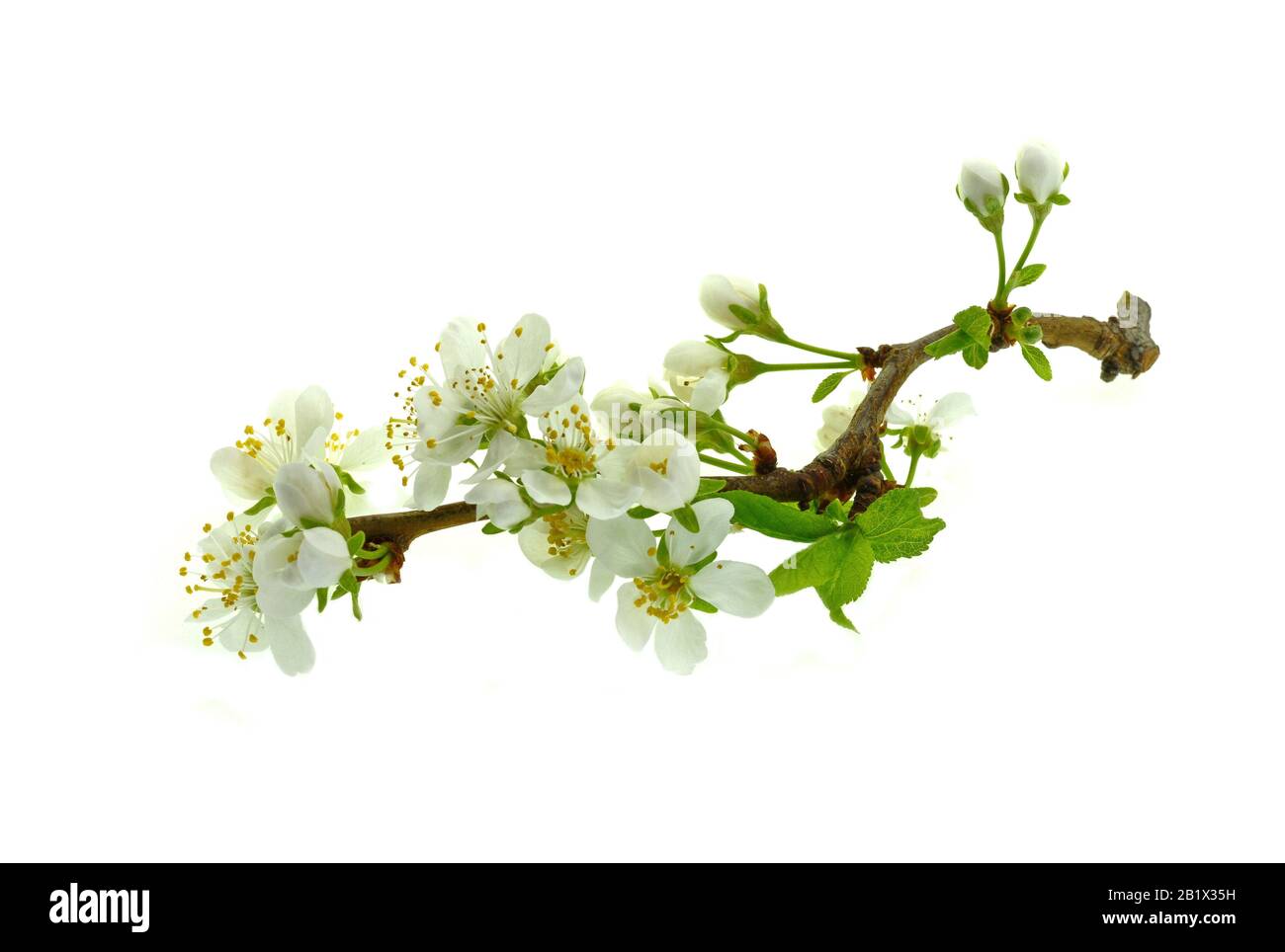 Cherry blossom flowers isolated on white background Stock Photo - Alamy