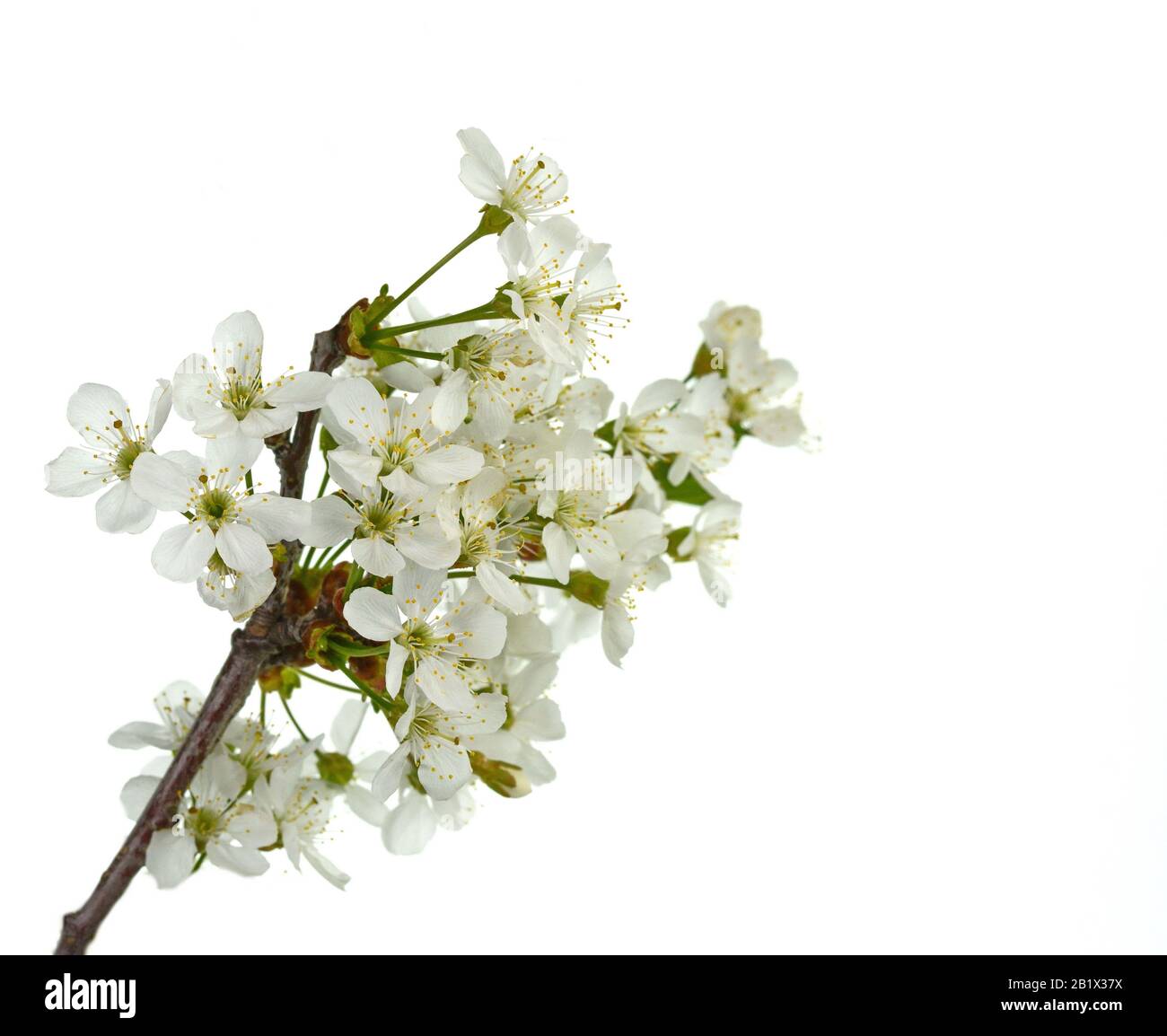 Cherry blossom flowers isolated on white background Stock Photo - Alamy