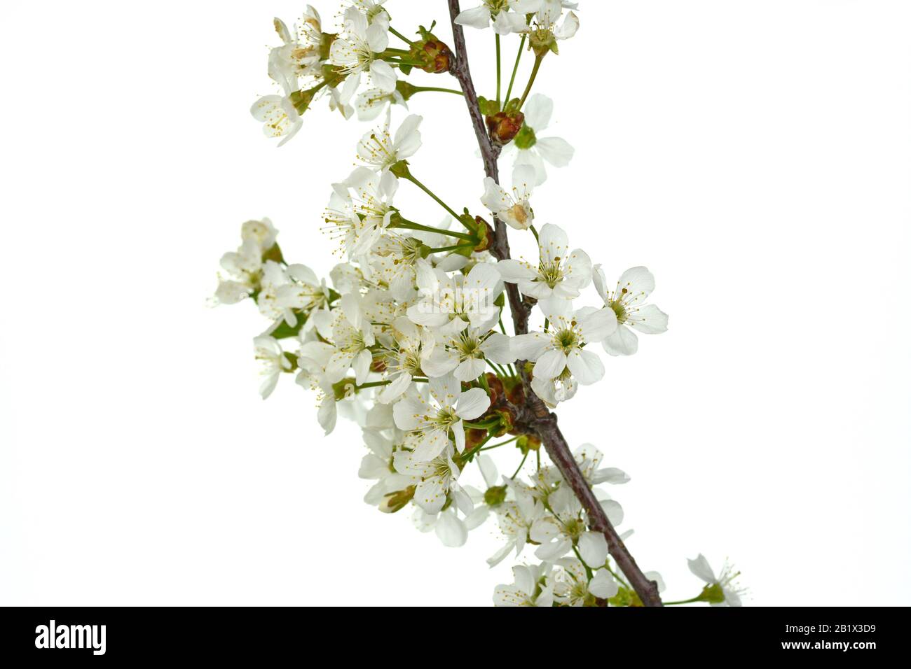 Cherry blossom flowers isolated on white background Stock Photo - Alamy