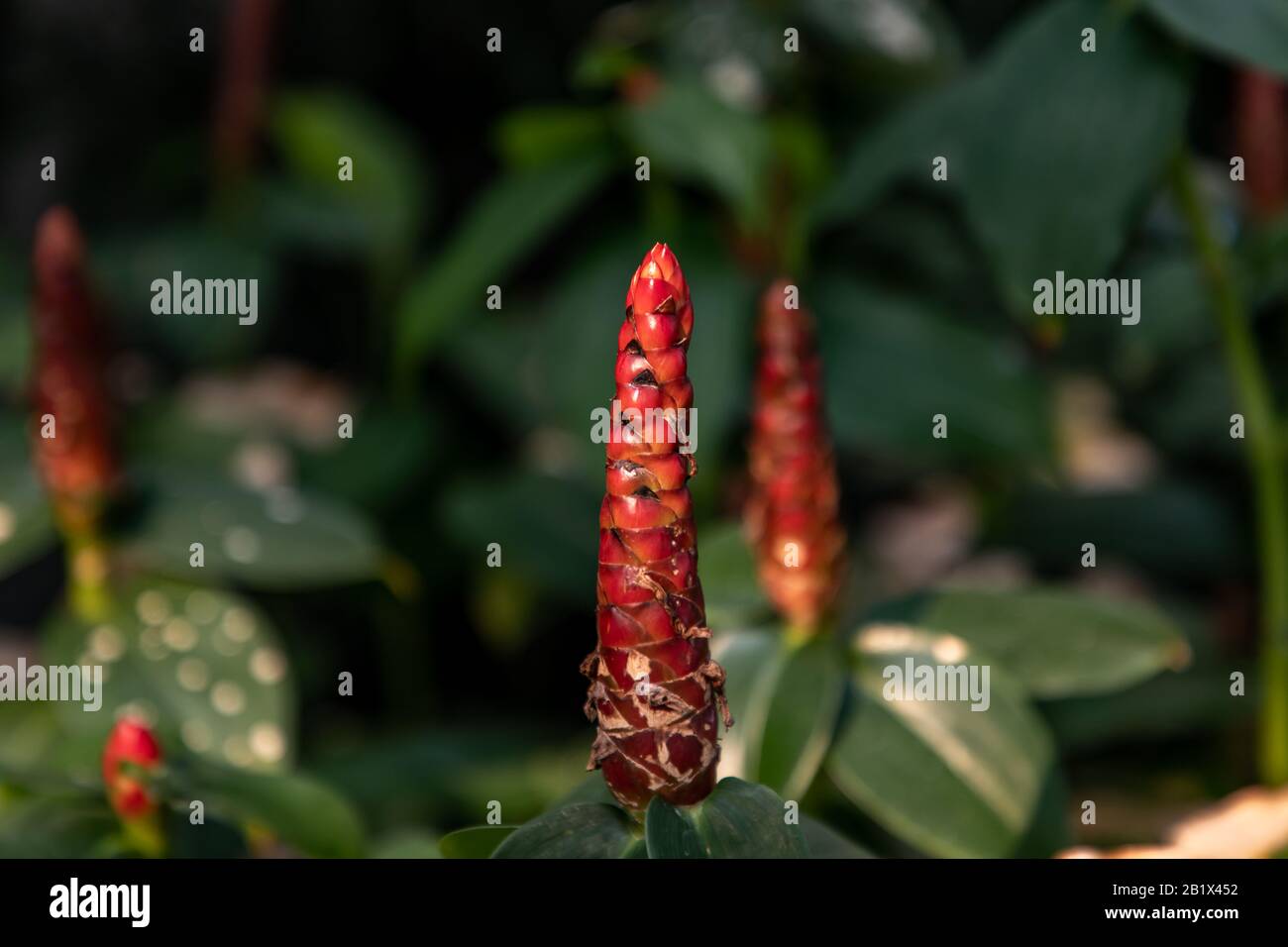 Close-up of a red costus (spiral root, spiral ginger, ornamental ginger) in front of a green palm tree Stock Photo